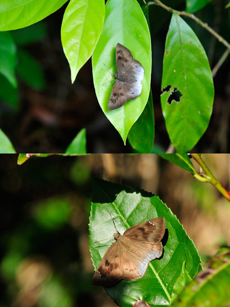 シロシタセセリ