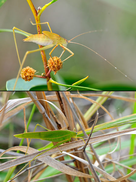 帰化昆虫のツユムシ