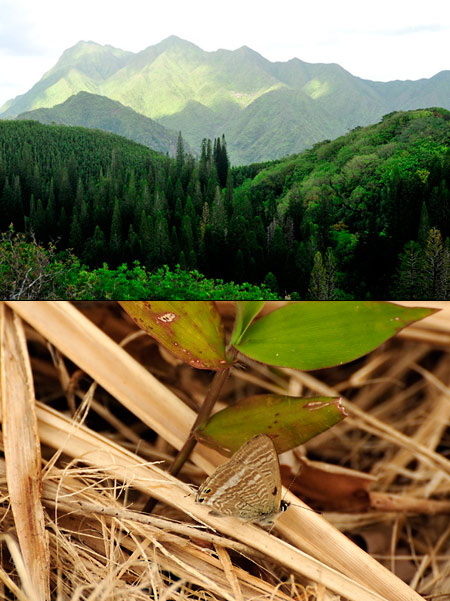 オアフ島の山の風景