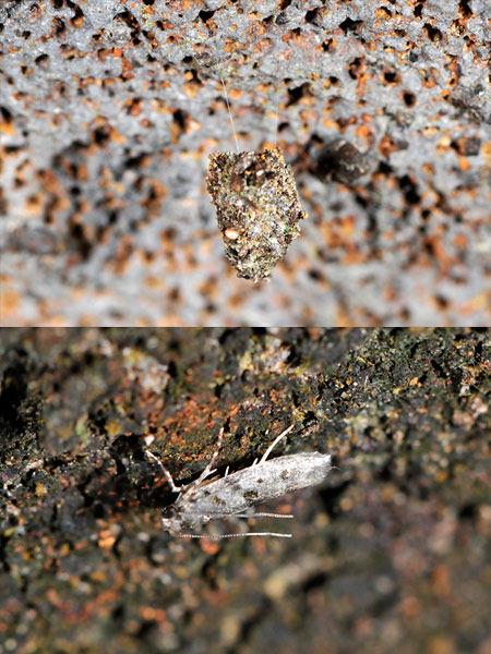 苔そっくりのガの幼虫