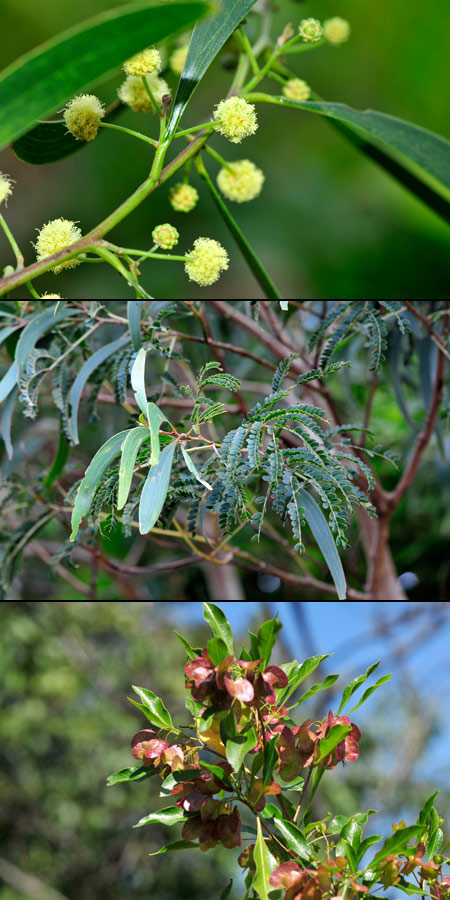 ハワイシジミの食草アカシアコア