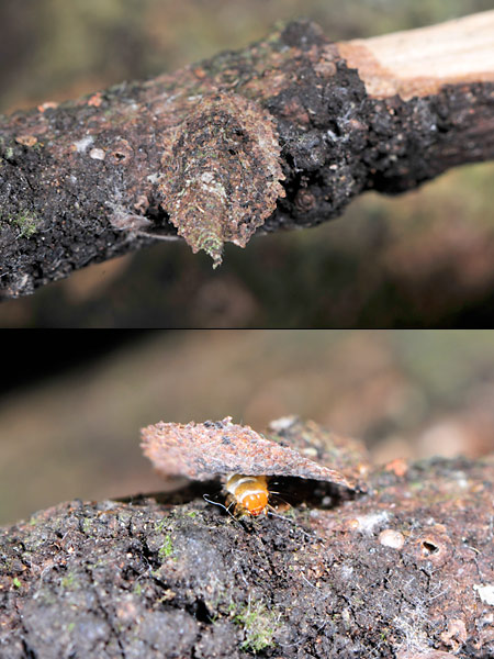 ハワイカザリバ