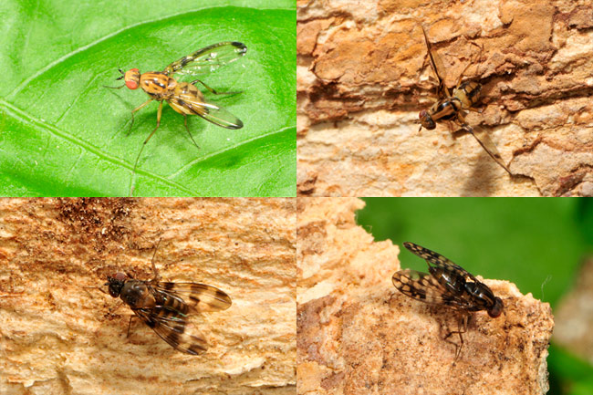 様々なハワイショウジョウバエ