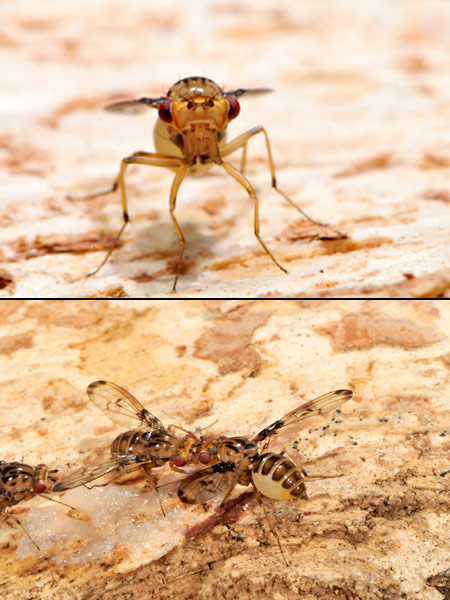 喧嘩するハンマーヘッドショウジョウバエ