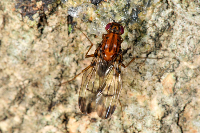 世界最大のショウジョウバエ