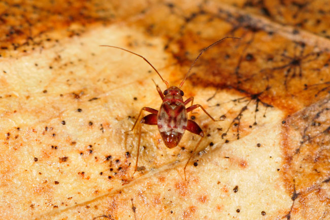 ジャンプするカメムシ