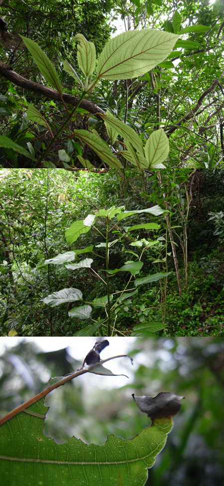 カメハメハアカタテハの食草、アコレアとオプヘ