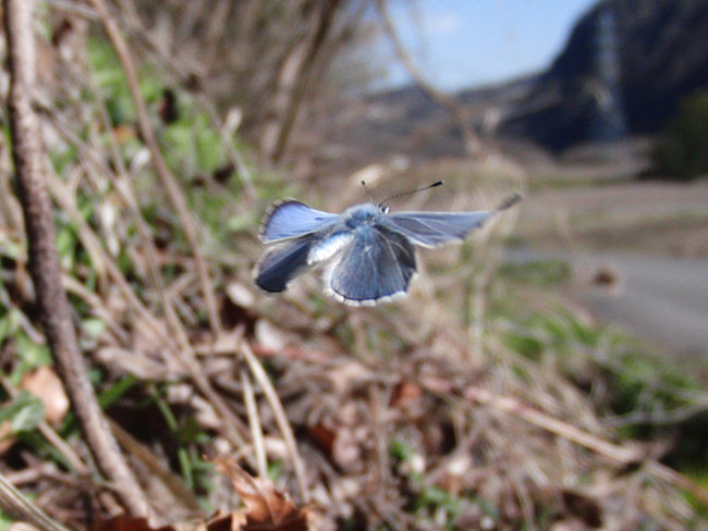 小諸のルリシジミ