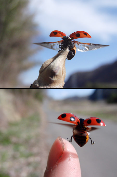 ナナホシテントウ