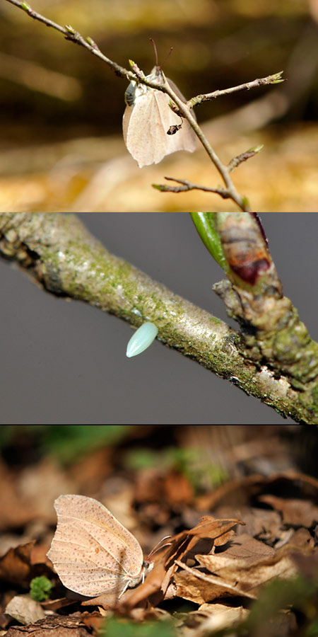 スジボソヤマキチョウの産卵