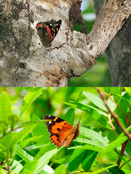 カメハメハアカタテハ