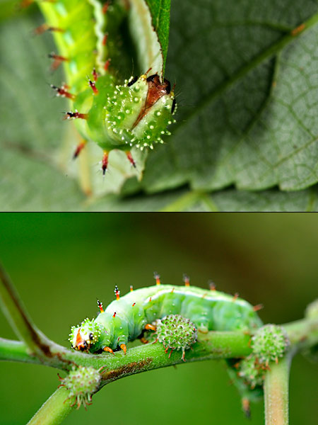 カメカメハアカタテハの幼虫
