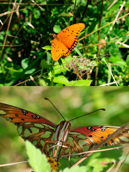 ヒョウモンドクチョウ