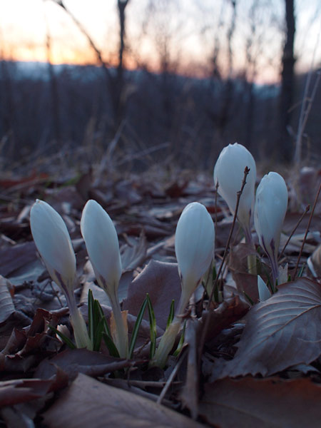夕暮れのクロッカス
