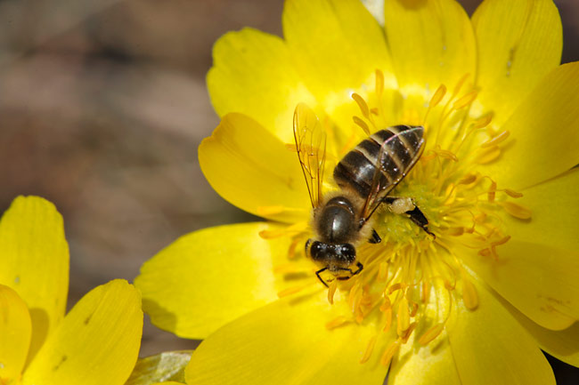 フクジュソウにニホンミツバチ