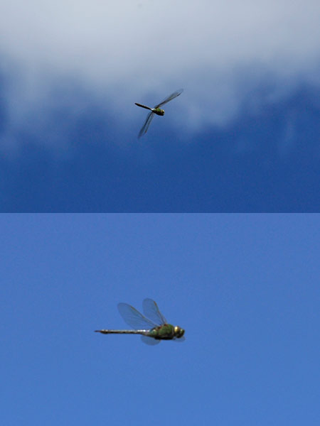 ハワイのギンヤンマ