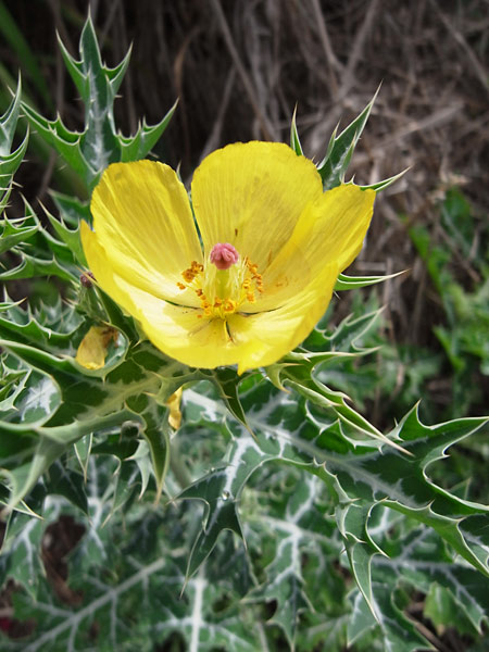 メキシカンポピー