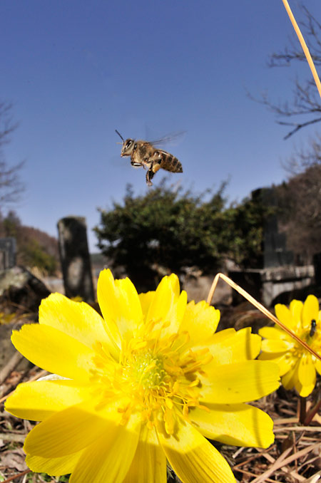 ニホンミツバチを魚眼レンズで