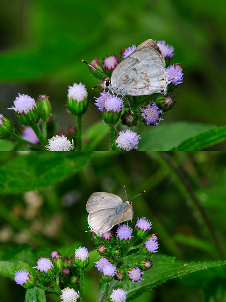 オオランタナシジミ