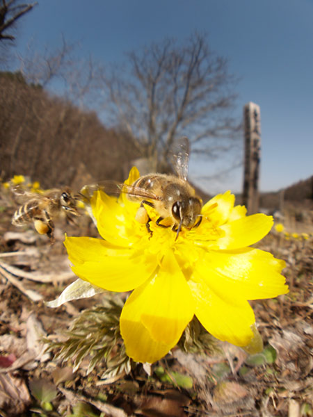 魚露目でニホンミツバチ