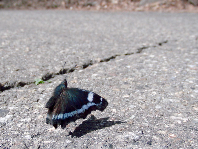飛び立つルリタテハ