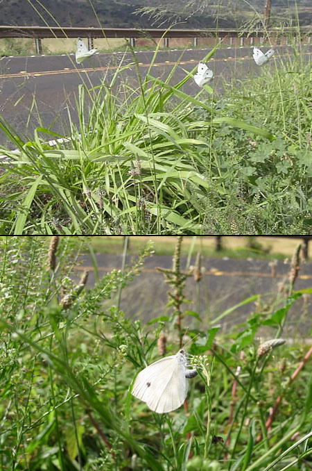 ハワイのモンシロチョウ