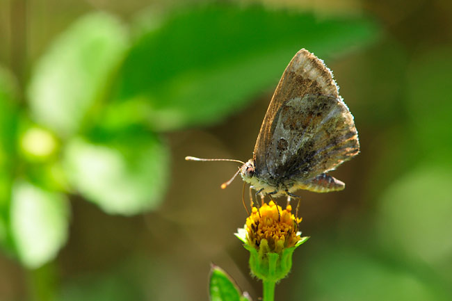 ランタナシジミ　Strymon bazochii 