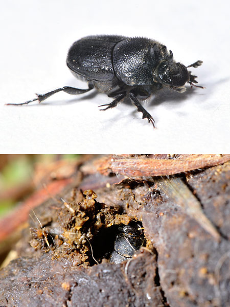 ウエダエンマコガネ