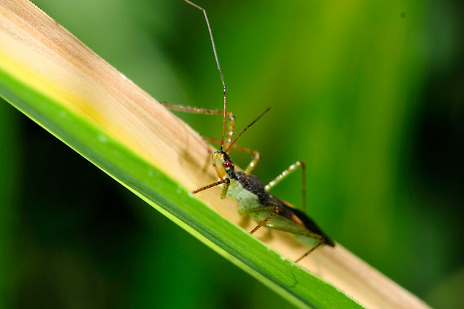 ハワイのサシガメ