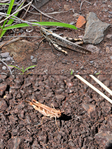 ハワイのバッタ