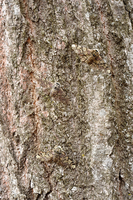 トビモンオオエダシャク