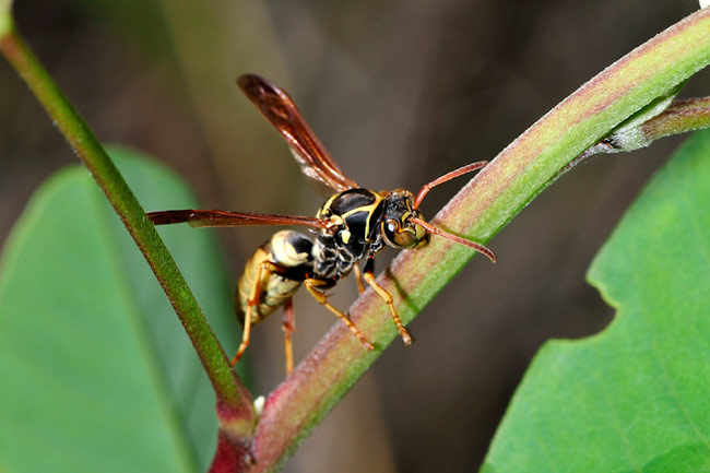 ハワイのアシナガバチ
