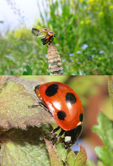 連載「日本昆虫記」1　ナナホシテントウ