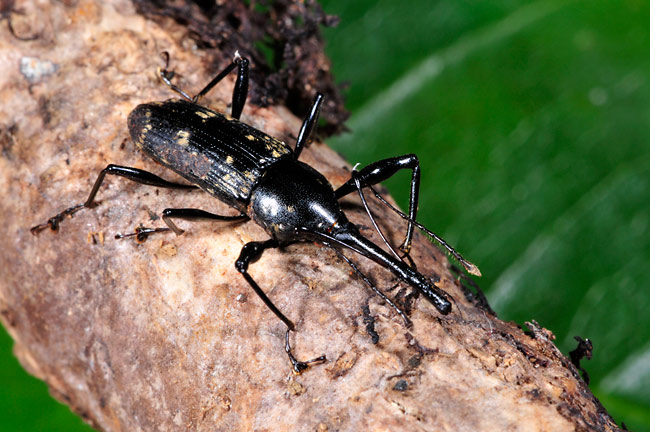 ハワイのゾウムシ