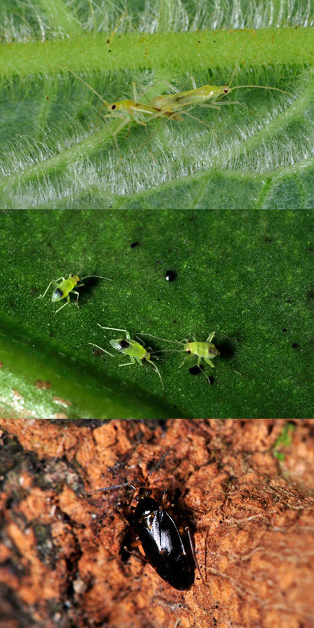 シュテンドラにいたカメムシ