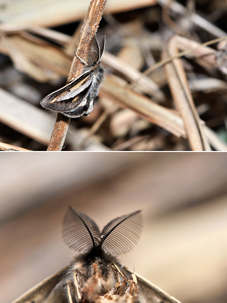 フチグロトゲエダシャク