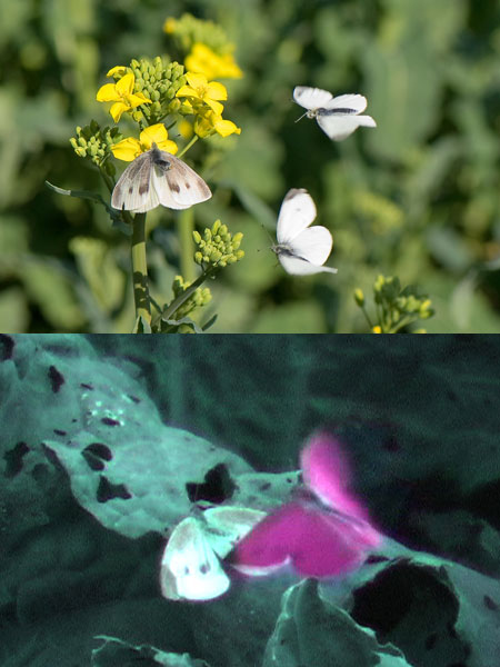 連載「日本昆虫記」3　モンシロチョウ