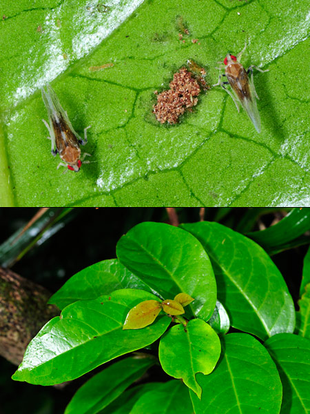 ハメにいたキジラミ