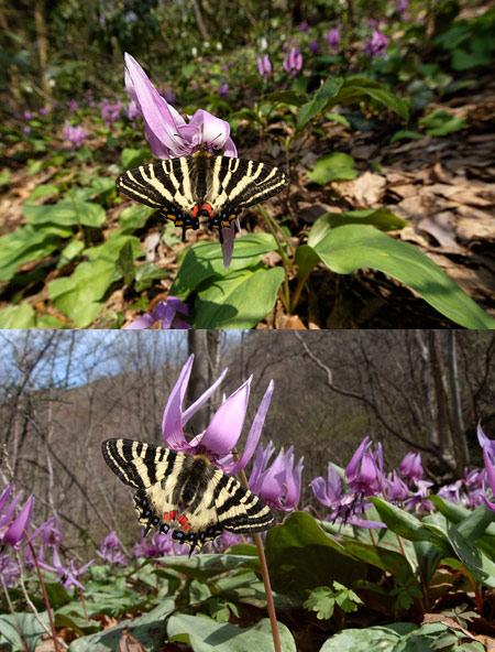 連載「日本昆虫記」4　ギフチョウとヒメギフチョウ