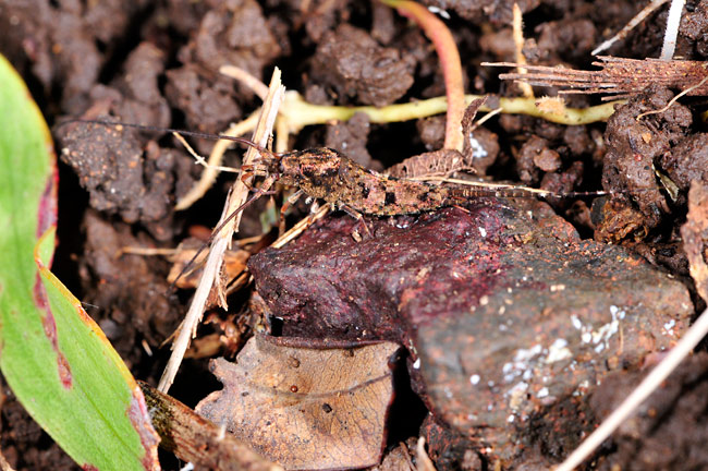 ハワイ特産のイシノミ 