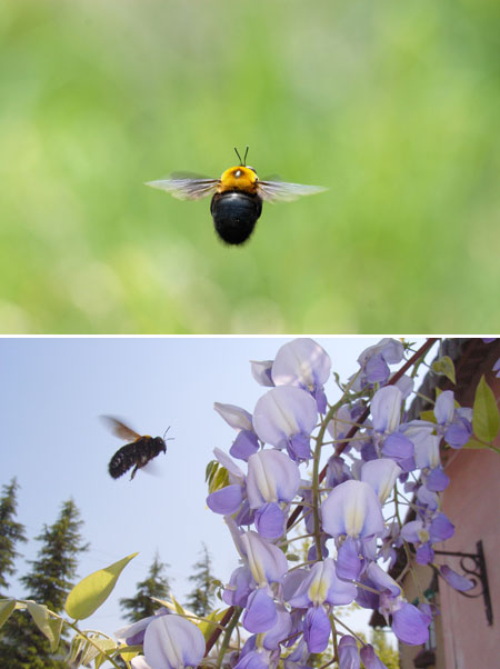 連載「日本昆虫記」5 空中停止飛行の名人、クマバチ