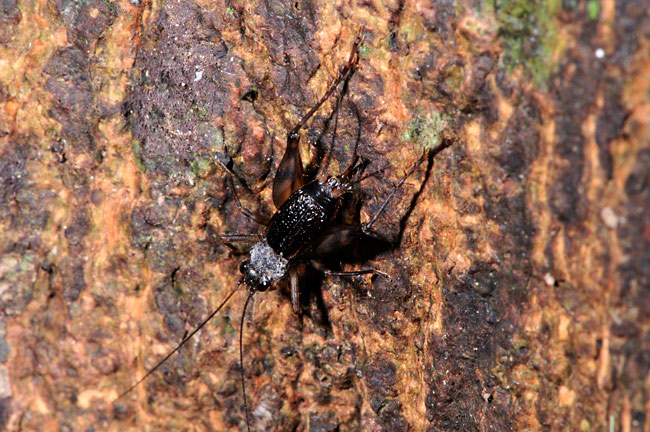 ハワイ特産のコオロギ