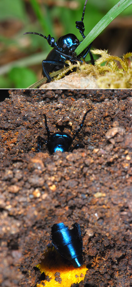 連載「日本昆虫記」6 ツチハンミョウの不思議