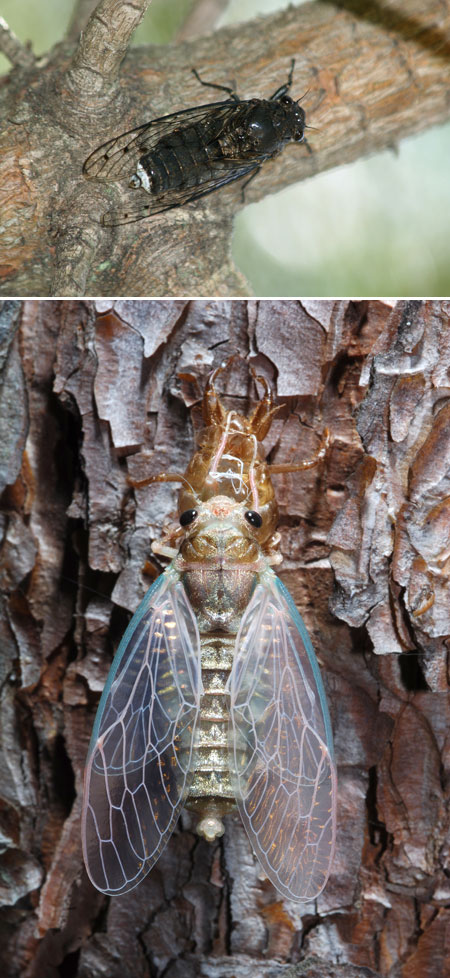 連載「日本昆虫記」7　春になくセミ、ハルゼミ