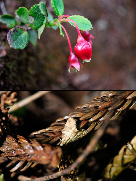 ハワイのブルーベリーの仲間