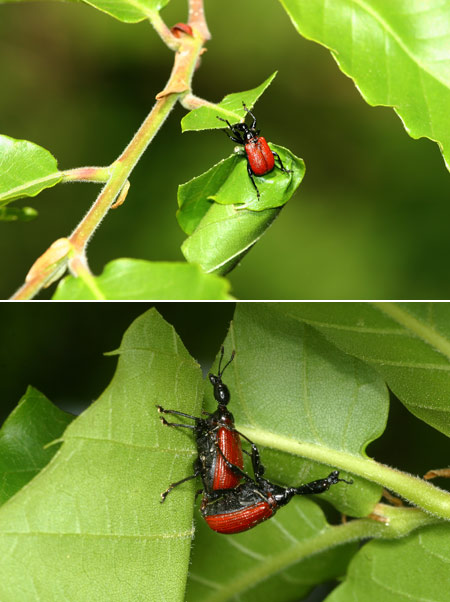 連載「日本昆虫記」8 オトシブミ