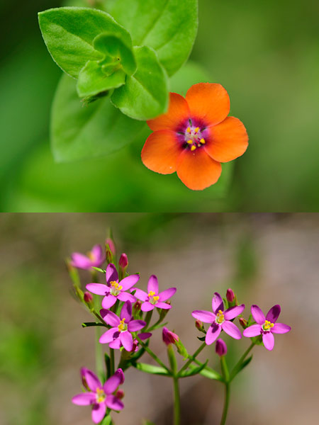 アカバナルリハコベ