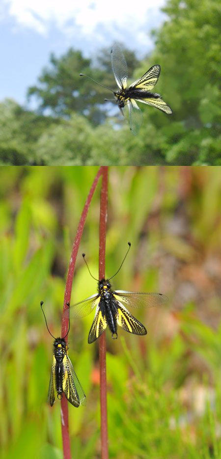 連載「日本昆虫記」9　キバネツノトンボ