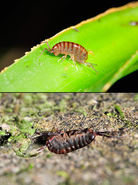 ハワイのヨコエビ