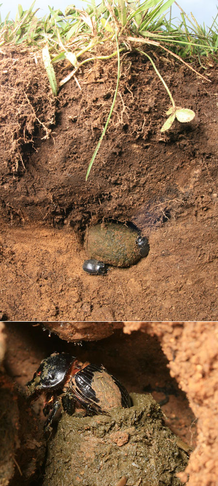連載「日本昆虫記」11 ダイコクコガネのお母さん